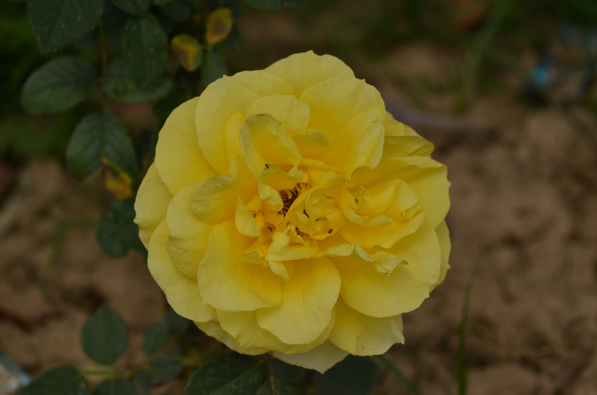 Rose Garden Chandigarh 1 cover